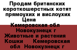 Продам британских короткошерстных котят  прямоухих и вислоухих › Цена ­ 3 000 - Кемеровская обл., Новокузнецк г. Животные и растения » Кошки   . Кемеровская обл.,Новокузнецк г.